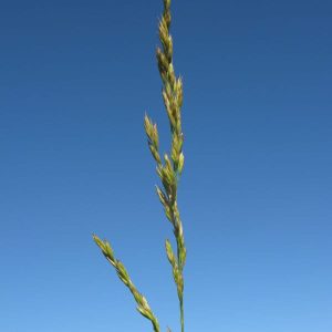 Langswenkgras / Tall Fescue - 20kgs bag