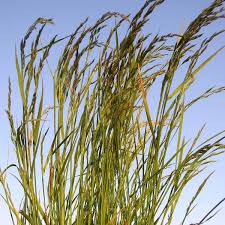 Alternative view of Langswenkgras / Tall Fescue - 20kgs bag