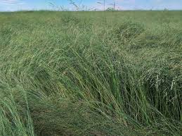 Tefgras/Teffgrass (Eragrostis tef) - SA Bruin/SA Brown - 25kgs