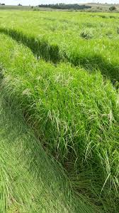 Alternative view of Tefgras/Teffgrass (Eragrostis tef) - SA Bruin/SA Brown - 25kgs