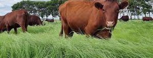 Tefgras/Teffgrass (Eragrostis tef) - SA Bruin/SA Brown per kg