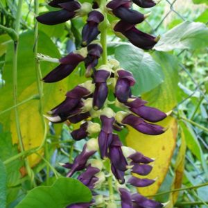 Fluweel Bone / Velvet Beans - 25kgs