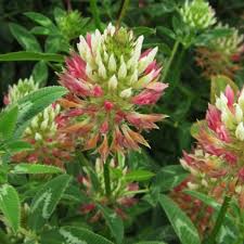 Clover Arrowleaf -per kg
