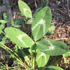Alternative view of Clover Arrowleaf -per kg