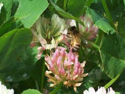 Alternative view of Clover Balansa - per kg