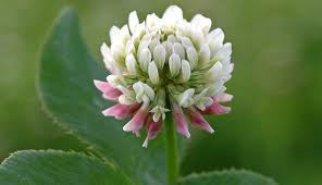 Clover - White per kg