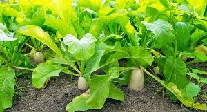 Jap Radish (Japanese Radys) - per kg