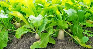 Jap Radish (Japanese Radys) - per kg