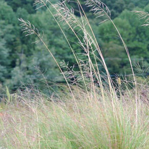 Alternative view of Oulandsgras/Lovegrass - Eragrostis curvula (Ermelo) - Coated | 25kgs