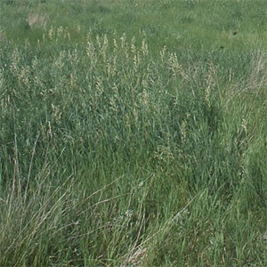 Inheemse Gras Mengsel / Indigenous Grass Mix - 10kgs