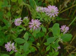 Clover Persian - per kg
