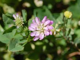 Alternative view of Clover Persian - per kg