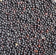 Black Rapeseed - per 25 kg
