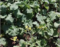 Alternative view of Black Rapeseed - per 25 kg