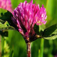 Alternative view of Clover - Red per kg