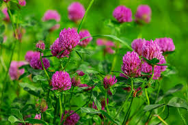 Clover - Red per kg