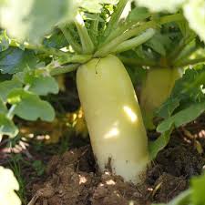 Tillage Radish (Sodbuster) - per kg