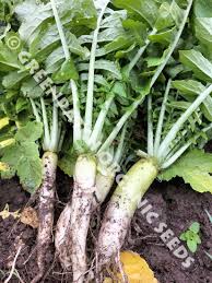 Alternative view of Tillage Radish (Sodbuster) - per kg