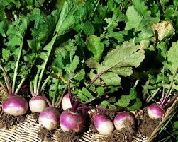 Alternative view of Rape/Turnips (Mammoth Purple Top) - per kg