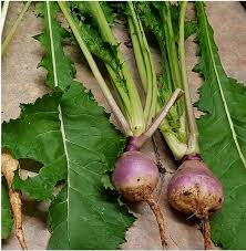 Rape/Turnips (Mammoth Purple Top) - per kg