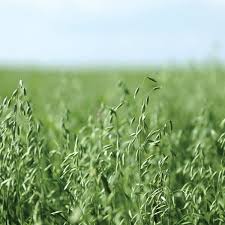 Alternative view of Oats White - per 25 kg