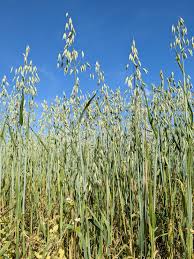 Oats White - per 25 kg