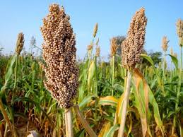 Alternative view of Sweet White Sorghum (Macia) - per 25 kg