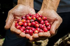 Alternative view of Zimbabwean Coffee Beans - per kg