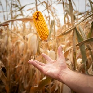 Commercial Seeds