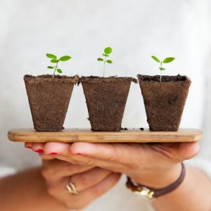 Seeds