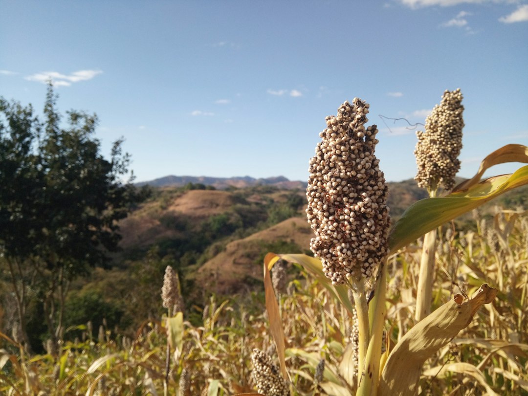 Ripe sorghum seed heads in a field