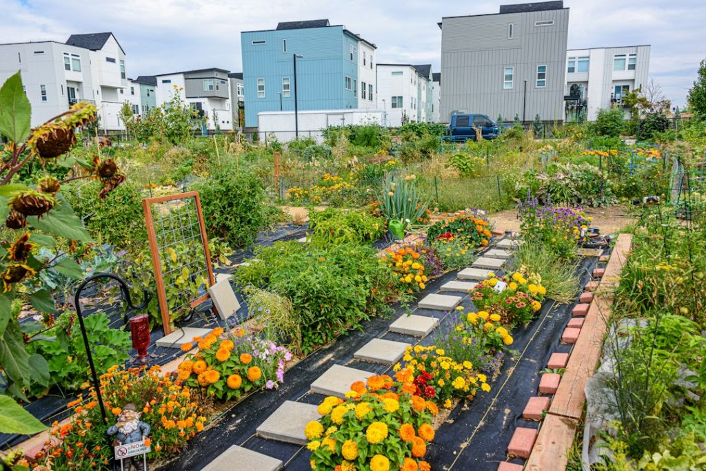Shared vegetable garden beds