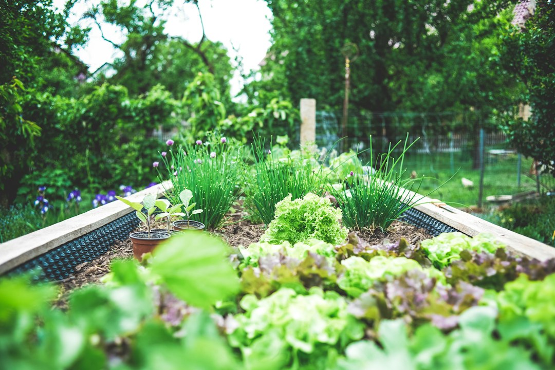 Vegetables growing in a raised garden bed