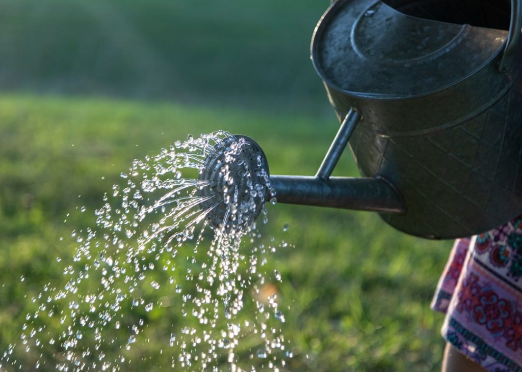 Watering plants in a garden