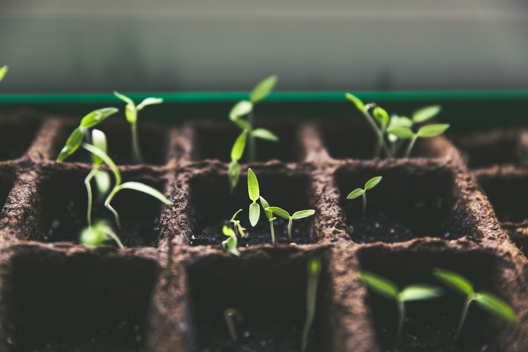 Young tomato seedlings in growing containers