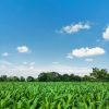 Green maize plants in a field; illustrative crop photograph