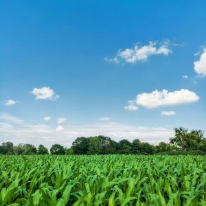 Green maize plants in a field; illustrative crop photograph