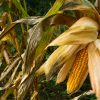 Mature yellow maize cob in a field; illustrative crop photograph