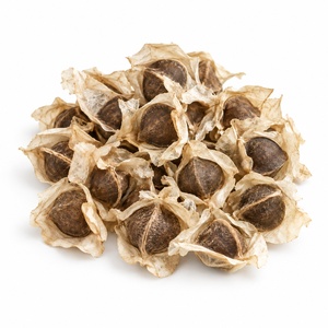Moringa Seeds 500g